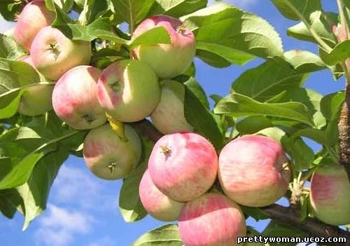 Быстрое похудение на яблоках